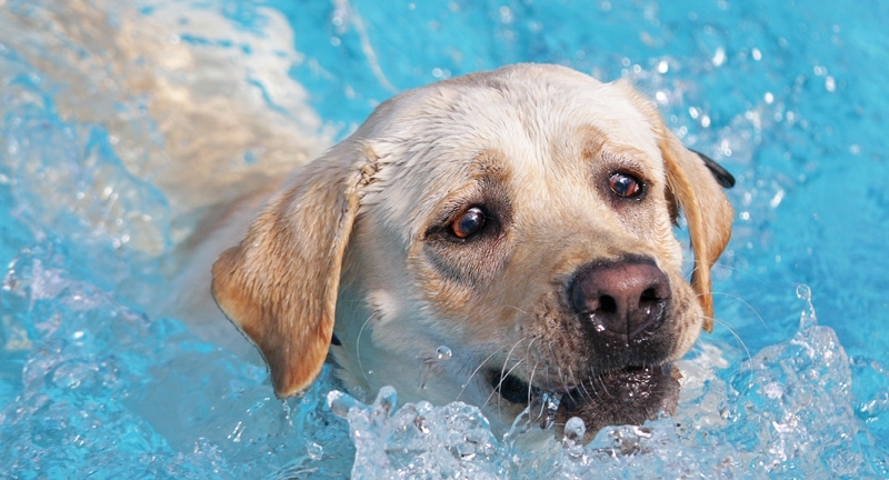 dog splashing in water